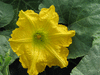 Cucurbita moschata Hikata; fleurs-M