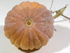 Cucurbita moschata Kogigu; ombilics