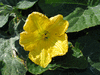 Cucurbita moschata Kogigu; fleurs-M