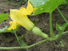 Cucurbita moschata Tambura; fleurs-F