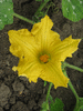 Cucurbita moschata Tambura; fleurs-F