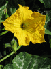 Cucurbita moschata Tambura; fleurs-M