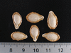 Cucurbita moschata Tambura; graines