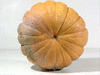 Cucurbita moschata Banat; ombilics