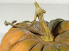 Cucurbita moschata Banat; pedoncules