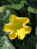 Cucurbita moschata Banat; fleurs-M