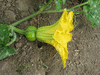 Cucurbita moschata Banat; fleurs-F