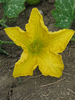 Cucurbita moschata Banat; fleurs-F