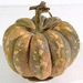 Cucurbita moschata Un Plaza Calabaza; fruits