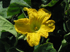 Cucurbita moschata Hidemi; fleurs-M