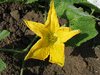 Cucurbita moschata Hidemi; fleurs-F