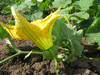 Cucurbita moschata Hidemi; fleurs-F