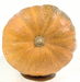 Cucurbita moschata Greek Sweet Red; ombilics