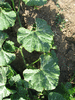 Cucurbita moschata Greek Sweet Red; feuilles