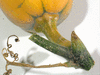 Cucurbita moschata Orange butternut; pedoncules