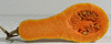 Cucurbita moschata Orange butternut; coupes
