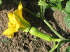 Cucurbita moschata Orange butternut; fleurs-F