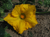 Cucurbita moschata Orange butternut; fleurs-F