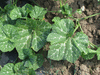 Cucurbita moschata Orange butternut; feuilles