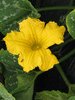 Cucurbita moschata Orange butternut; fleurs-M