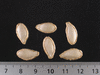 Cucurbita moschata F1 Bungkan 021; graines