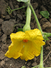Cucurbita moschata Canadian crookneck; fleurs-F