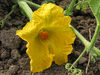 Cucurbita moschata Canadian crookneck; fleurs-F