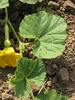 Cucurbita moschata Canadian crookneck; feuilles