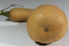 Cucurbita moschata Canadian crookneck; ombilics