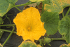 Cucurbita moschata Canadian crookneck; fleurs-M