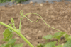 Cucurbita moschata Canadian crookneck; vrilles