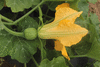 Cucurbita moschata F1 Early price; fleurs-F