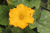 Cucurbita moschata F1 Early price; fleurs-M