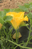 Cucurbita moschata F1 Early price; fleurs-M