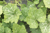 Cucurbita moschata F1 Early price; feuilles