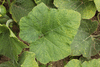 Cucurbita moschata Thai Rai Kaw Tok; feuilles
