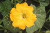 Cucurbita moschata Porto; fleurs-M