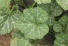 Cucurbita moschata Porto; feuilles