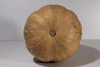 Cucurbita moschata Porto; ombilics