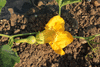 Cucurbita moschata F1 Sweetmax; fleurs-F