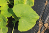 Cucurbita moschata F1 Sweetmax; feuilles