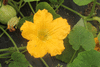 Cucurbita moschata F1 Sweetmax; fleurs-M