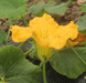 Cucurbita moschata F1 Sweetmax; fleurs-M