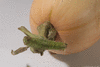 Cucurbita moschata F1 Sweetmax; pedoncules