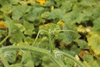 Cucurbita moschata Rabat; vrilles