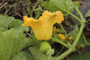 Cucurbita moschata Rabat; fleurs-F