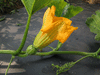 Cucurbita mixta Pepita; fleurs-F