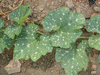 Cucurbita mixta Pepita; feuilles