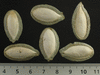 Cucurbita mixta Pepita; graines