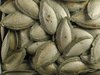 Cucurbita mixta Pepita; graines